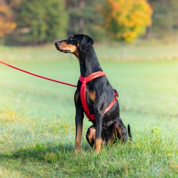 Preview: SOFTY Geschirr - Größe 4 - rot/rot